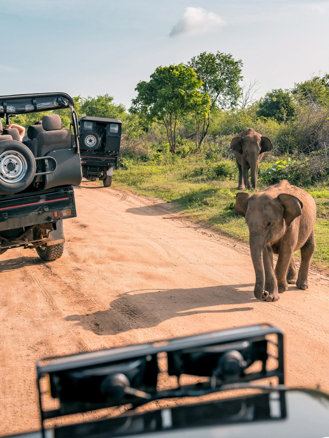 Embark on thrilling adventures from wildlife safaris to adrenaline-pumping activities.