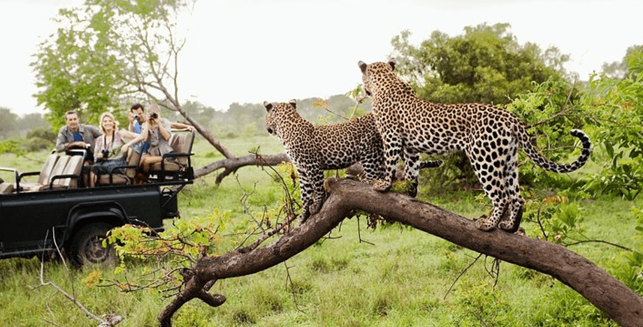 Capture the wild with stunning landscapes, exotic wildlife, and unforgettable moments.