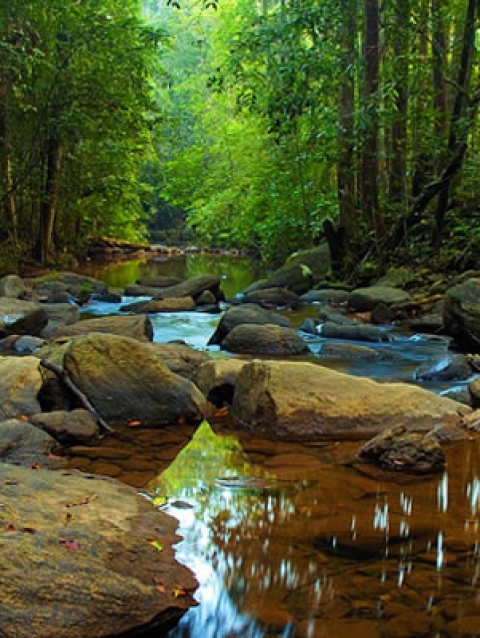 Sinharaja_Rain_Forest